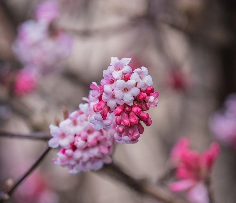 viburnum, pink, branch, spring, white, winter-blooming, nature, ornamental plant, shrub, fragrant, winter, flora, garden, delicate, cuticle, romance, outdoor, soothing, health benefit, detoxification, energizing